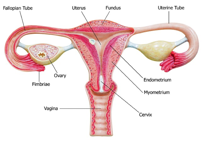 Empress Organics - What is Vaginal Discharge? Vaginal discharge comes from  glands inside your vagina and cervix. These glands produce small amounts of  fluid also known as vaginal secretions. The fluid flows
